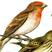 Common Rosefinch